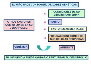 EL NIÑO NACE CON POTENCIALIDADES GENÉTICAS

                              CONDICIONES DE SU
                              VIDA INTRAUTERINA

 OTROS FACTORES              PARTO
QUE INFLUYEN EN SU
  DESARROLLO:                FACTORES AMBIENTALES

                            FUTURAS CONEXIONES DE
                            SUS CÉLULAS NERVIOSAS


     GENÉTICA                        AMBIENTE


SU INFLUENCIA PUEDE AYUDAR O PERTURBAR EL DESARROLLO
 