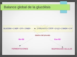 Balance global de la glucólisis
GLUCOSA + 2 ADP + 2 Pi + 2 NAD+ 2 PIRUVATO + 2 ATP + 2 H2
O + 2 NADH + 2 H+
FERMENTACIONES...