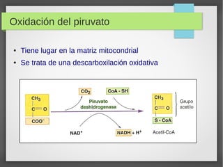 Oxidación del piruvato
● Tiene lugar en la matriz mitocondrial
● Se trata de una descarboxilación oxidativa
 