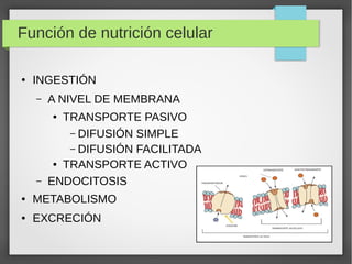 Función de nutrición celular
● INGESTIÓN
– A NIVEL DE MEMBRANA
● TRANSPORTE PASIVO
– DIFUSIÓN SIMPLE
– DIFUSIÓN FACILITADA...