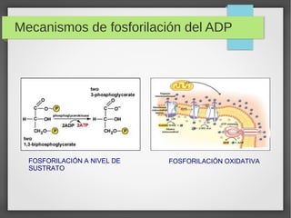 Mecanismos de fosforilación del ADP
FOSFORILACIÓN A NIVEL DE
SUSTRATO
FOSFORILACIÓN OXIDATIVA
 