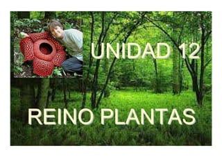 UNIDAD 12 
REINO PLANTAS 
 