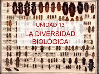 UNIDAD 13

LA DIVERSIDAD
BIOLÓGICA

 