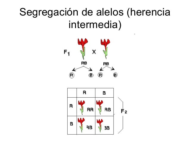 Unidad 14. Genética y herencia
