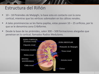 Unidad 15, sistema urinario | PPTX