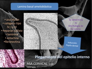 Unidad 16 odontogénesis | PPTX
