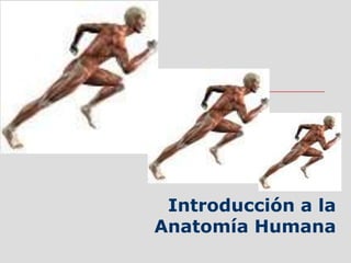 ANATOMÍA
Introducción a la
Anatomía Humana
 