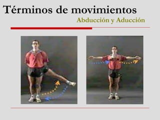 Términos de movimientos
Abducción y Aducción
 
