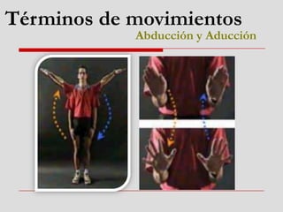 Términos de movimientos
Abducción y Aducción
 