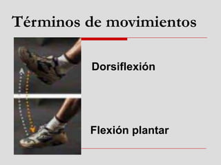 Dorsiflexión
Flexión plantar
Términos de movimientos
 