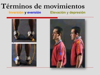 Inversión y eversión Elevación y depresión
Términos de movimientos
 