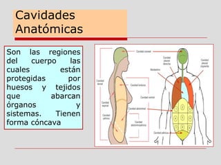 Cavidades
Anatómicas
Son las regiones
del cuerpo las
cuales están
protegidas por
huesos y tejidos
que abarcan
órganos y
sistemas. Tienen
forma cóncava
 