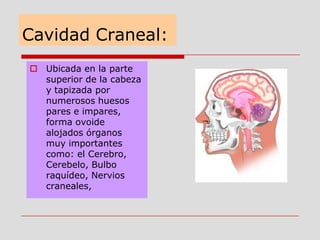 Cavidad Craneal:
 Ubicada en la parte
superior de la cabeza
y tapizada por
numerosos huesos
pares e impares,
forma ovoide
alojados órganos
muy importantes
como: el Cerebro,
Cerebelo, Bulbo
raquídeo, Nervios
craneales,
 