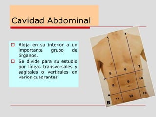 Cavidad Abdominal
 Aloja en su interior a un
importante grupo de
órganos.
 Se divide para su estudio
por líneas transversales y
sagitales o verticales en
varios cuadrantes
 