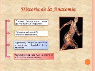Primeras descripciones entre
3000 y 2500 A.C en papiros
Egipto Aprox.(500 A.C),
estudiada formalmente.
Hipócrates( 470-377 A.C) Padre de
la medicina y fundador de la
Anatomía.
Aristóteles (384- 322 A.C) , primero en
utilizar el termino Anatomía
 
