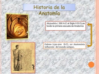Historia de la
Anatomía
Alejandría ( 300 A.C al Siglo II D.C),se
fundo la primera escuela de Anatomía
Galeno (130-200 D.C), 1er Anatomista
influyente del mundo antiguo.
 