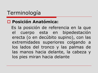 Terminología
 Posición Anatómica:
Es la posición de referencia en la que
el cuerpo esta en bipedestación
erecta (o en decúbito supino), con las
extremidades superiores colgando a
los lados del tronco y las palmas de
las manos hacia delante, la cabeza y
los pies miran hacia delante
 