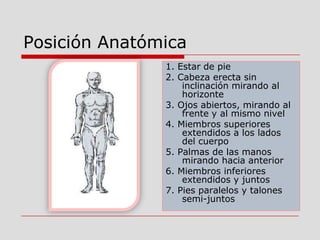Posición Anatómica
1. Estar de pie
2. Cabeza erecta sin
inclinación mirando al
horizonte
3. Ojos abiertos, mirando al
frente y al mismo nivel
4. Miembros superiores
extendidos a los lados
del cuerpo
5. Palmas de las manos
mirando hacia anterior
6. Miembros inferiores
extendidos y juntos
7. Pies paralelos y talones
semi-juntos
 