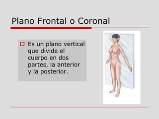 Plano Frontal o Coronal
 Es un plano vertical
que divide el
cuerpo en dos
partes, la anterior
y la posterior.
 