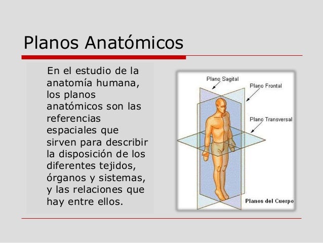 Unidad 1 anatomia