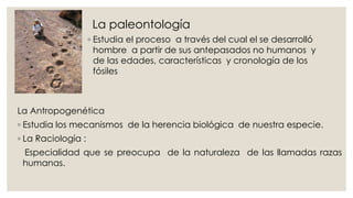 La paleontología 
◦ Estudia el proceso a través del cual el se desarrolló 
hombre a partir de sus antepasados no humanos y 
de las edades, características y cronología de los 
fósiles 
La Antropogenética 
◦ Estudia los mecanismos de la herencia biológica de nuestra especie. 
◦ La Raciología : 
Especialidad que se preocupa de la naturaleza de las llamadas razas 
humanas. 
 