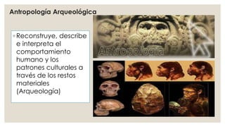 Antropología Arqueológica 
◦ Reconstruye, describe 
e interpreta el 
comportamiento 
humano y los 
patrones culturales a 
través de los restos 
materiales 
(Arqueología) 
 
