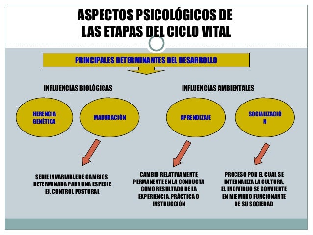 El miembro bueno para pequeño pisi