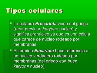 Tipos celular es

  La palabra Procariota viene del griego
   (pro= previo a, karyon= núcleo) y
   significa prenúcleo ya que es una célula
   que carece de núcleo rodeado por
   membranas
  El término Eucariota hace referencia a
   un núcleo verdadero rodeado por
   membranas (del griego eu= buen,
   karyon= núcleo).
 