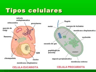 Tipos celular es
 