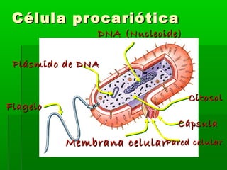 Célula pr ocariótica
               DNA (Nucleoide)


 Plásmido de DNA


                                 Citosol
Flagelo
                              Cápsula
          Membrana celularPared celular
 