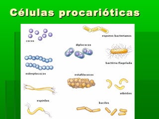 Células pr ocarióticas
 