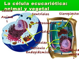 La célula ecucariótica:
 animal y ve getal
Célula
           Centriolos      Cloroplastos
Anima
  l
             Mitocondria

                Golgi


            Núcleo
          Retículo
                                Célula
        Endoplásmico
                                vegeta
 