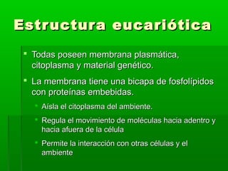 Estr uctur a eucariótica
  Todas poseen membrana plasmática,
   citoplasma y material genético.
  La membrana tiene una bicapa de fosfolípidos
   con proteínas embebidas.
    Aísla el citoplasma del ambiente.
    Regula el movimiento de moléculas hacia adentro y
     hacia afuera de la célula
    Permite la interacción con otras células y el
     ambiente
 