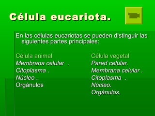 Célula eucariota.
 En las células eucariotas se pueden distinguir las
   siguientes partes principales:

 Célula animal               Célula vegetal
 Membrana celular .          Pared celular.
 Citoplasma .                Membrana celular .
 Núcleo .                    Citoplasma .
 Orgánulos                   Núcleo.
                             Orgánulos.
 
