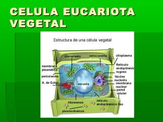 CELULA EUCARIOTA
VEGETAL
 
