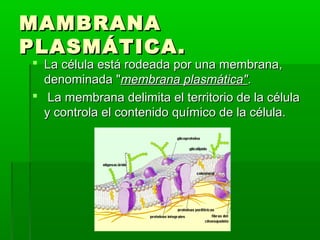 MAMBRANA
PLASMÁTICA.
 La célula está rodeada por una membrana,
  denominada "membrana plasmática".
 La membrana delimita el territorio de la célula
  y controla el contenido químico de la célula.
 
