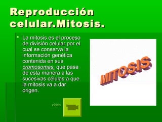 Repr oducción
celular.Mitosis.
  La mitosis es el proceso
   de división celular por el
   cual se conserva la
   información genética
   contenida en sus
   cromosomas, que pasa
   de esta manera a las
   sucesivas células a que
   la mitosis va a dar
   origen.

                vídeo
 