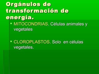 Or gánulos de
tr ansfor mación de
ener gía.
  MITOCONDRIAS. Células animales y
   vegetales

  CLOROPLASTOS. Solo en células
   vegetales.
 