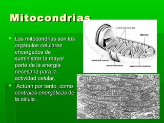 Mitocondrias
 Las mitocondrias son los
  orgánulos celulares
  encargados de
  suministrar la mayor
  parte de la energía
  necesaria para la
  actividad celular,
 Actúan por tanto, como
  centrales energéticas de
  la célula .
 