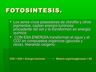 FOTOSINTESIS.
 Los seres vivos poseedores de clorofila y otros
  pigmentos, captan energía luminosa
  procedente del sol y la transforman en energía
  química
 CON ESA ENERGIA transforman el agua y el
  CO2 en compuestos orgánicos (glucosa y
  otros), liberando oxígeno:


CO2 + H2O + Energía luminosa   Materia orgánica(glucosa) + O2
 