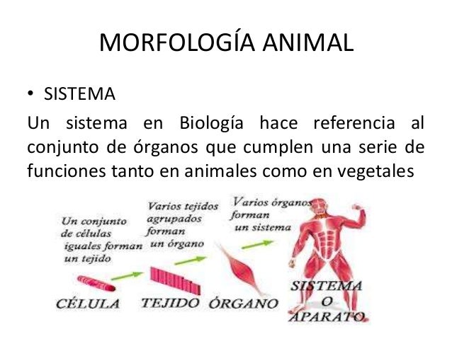 Resultado de imagen para articulo sobre morfologia y fisiologia en vegetales y animales superiores