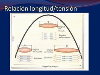 Relación longitud/tensión 
