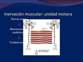 Inervación muscular: unidad motora Nervio motor ↓ Motoneurona  α  (milínica)  ↓ Unidad motora  