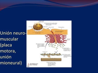 Unión neuro-muscular (placa motora, unión mioneural) 