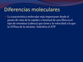 Diferencias moleculares La característica molecular más importante desde el punto de vista de la rapidez o lentitud de una fibra es el tipo de miosinas (cabeza) que tiene y la velocidad a la que  la ATPasa de la miosina  hidroliza el ATP 