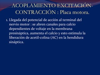 1. Llegada del potencial de acción al terminal del nervio motor : se abren canales para calcio  dependientes de voltaje en la membrana presináptica, aumenta el calcio y esto estimula la liberación de acetil-colina (AC) en la hendidura sináptica. ACOPLAMIENTO EXCITACIÓN-CONTRACCIÓN : Placa motora. 