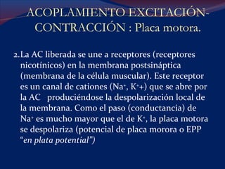 2. La AC liberada se une a receptores (receptores nicotínicos) en la membrana postsináptica (membrana de la célula muscular). Este receptor es un canal de cationes (Na + , K + +) que se abre por la AC  produciéndose la despolarización local de la membrana. Como el paso (conductancia) de Na +  es mucho mayor que el de K + , la placa motora se despolariza (potencial de placa morora o EPP “ en plata potential”) ACOPLAMIENTO EXCITACIÓN-CONTRACCIÓN : Placa motora. 