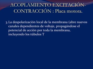 3. La despolarización local de la membrana (abre nuevos canales dependientes de voltaje, propagándose el potencial de acción por toda la membrana, incluyendo los túbulos T ACOPLAMIENTO EXCITACIÓN-CONTRACCIÓN : Placa motora. 