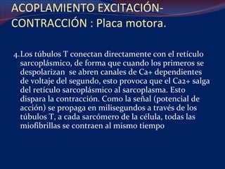 ACOPLAMIENTO EXCITACIÓN-CONTRACCIÓN : Placa motora. 4. Los túbulos T conectan directamente con el retículo sarcoplásmico, de forma que cuando los primeros se despolarizan  se abren canales de Ca+ dependientes de voltaje del segundo, esto provoca que el Ca2+ salga del retículo sarcoplásmico al sarcoplasma. Esto dispara la contracción. Como la señal (potencial de acción) se propaga en milisegundos a través de los túbulos T, a cada sarcómero de la célula, todas las miofibrillas se contraen al mismo tiempo 