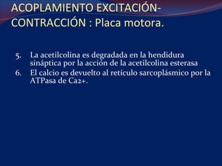 ACOPLAMIENTO EXCITACIÓN-CONTRACCIÓN : Placa motora. 5. La acetilcolina es degradada en la hendidura sináptica por la acción de la acetilcolina esterasa 6. El calcio es devuelto al retículo sarcoplásmico por la ATPasa de Ca2+. 